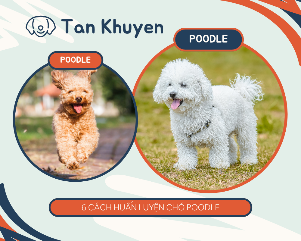 6 cách huấn luyện chó Poodle đơn giản tại nhà