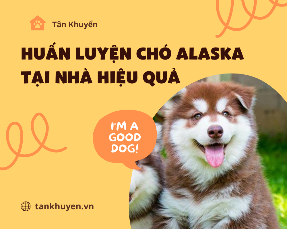 Huấn luyện chó Alaska tại nhà hiệu quả