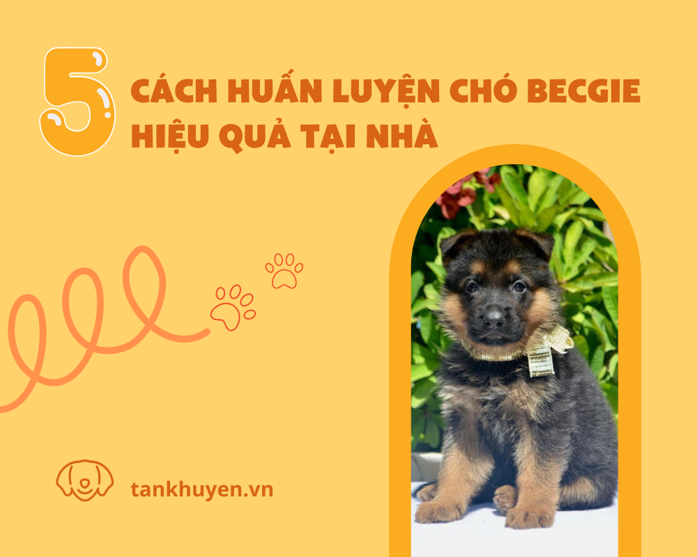 5 cách huấn luyện chó Becgie hiệu quả tại nhà