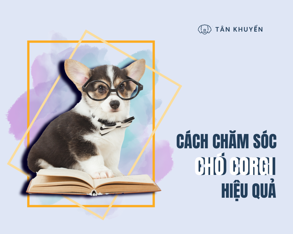 Cách chăm sóc chó Corgi ngay tại nhà bạn cần biết