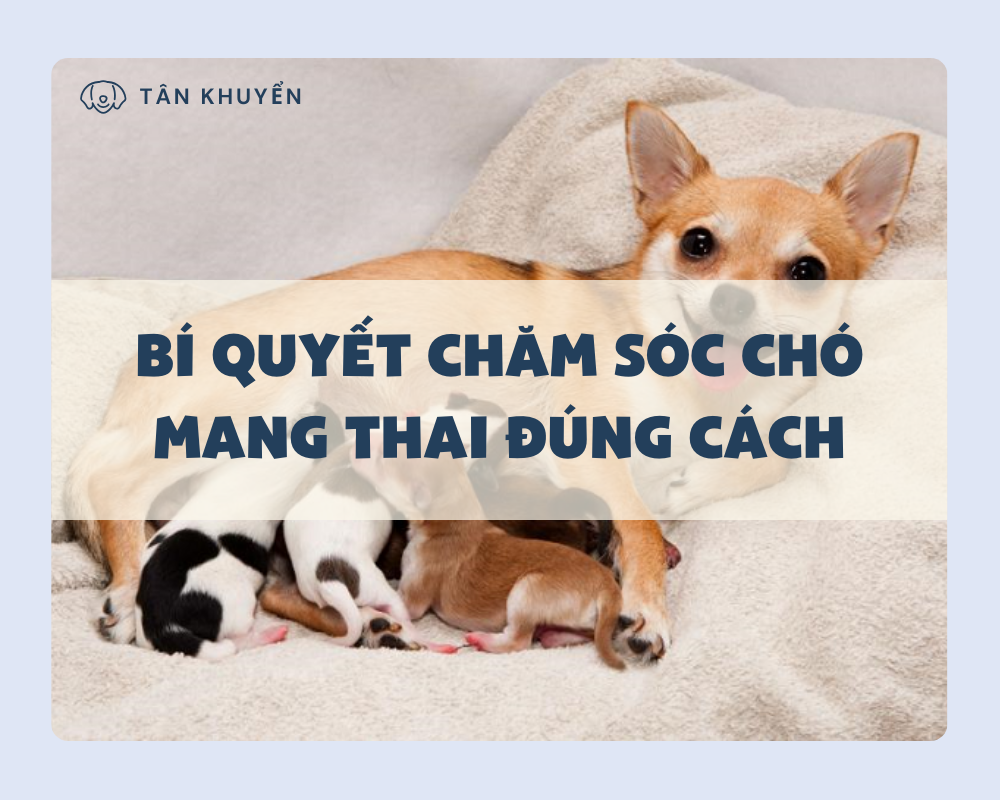 Bí quyết chăm sóc chó mang thai đúng cách