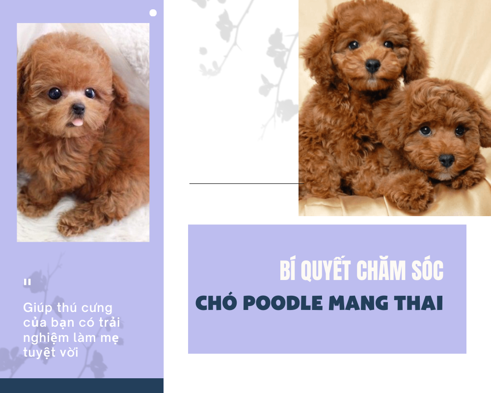 Bí quyết chăm sóc chó Poodle mang thai