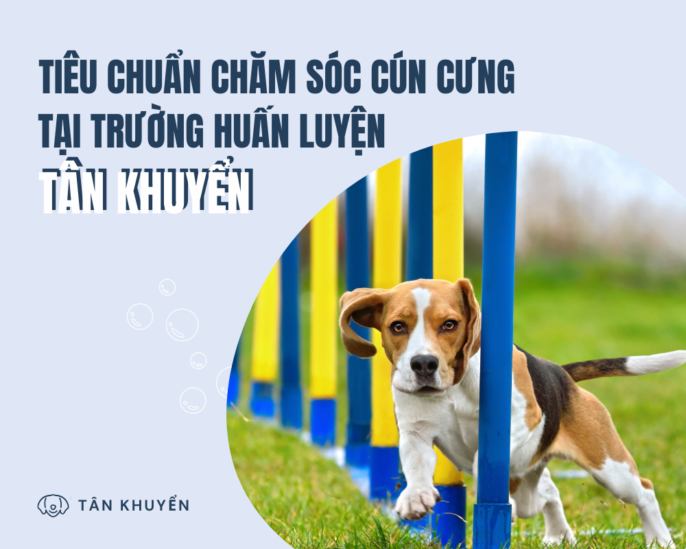 Tiêu chuẩn chăm sóc cún cưng tại trường huấn luyện Tân Khuyển
