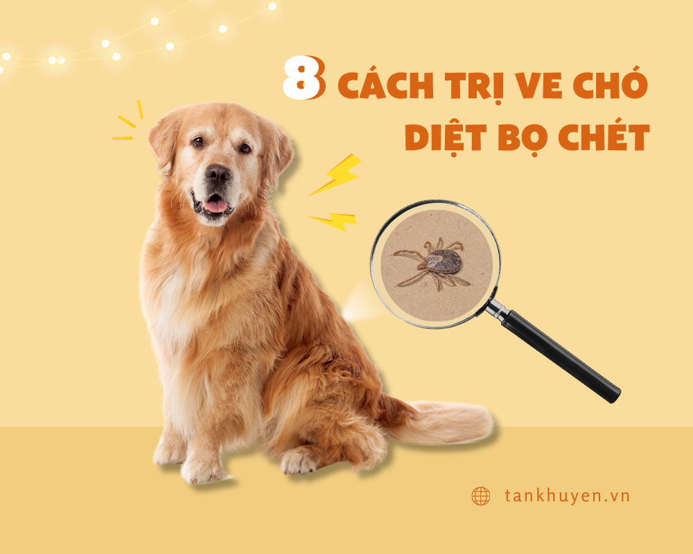 8 cách trị ve chó, diệt bọ chét an toàn cho thú cưng