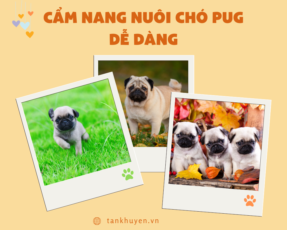 Cẩm nang giúp bạn nuôi chó Pug dễ dàng