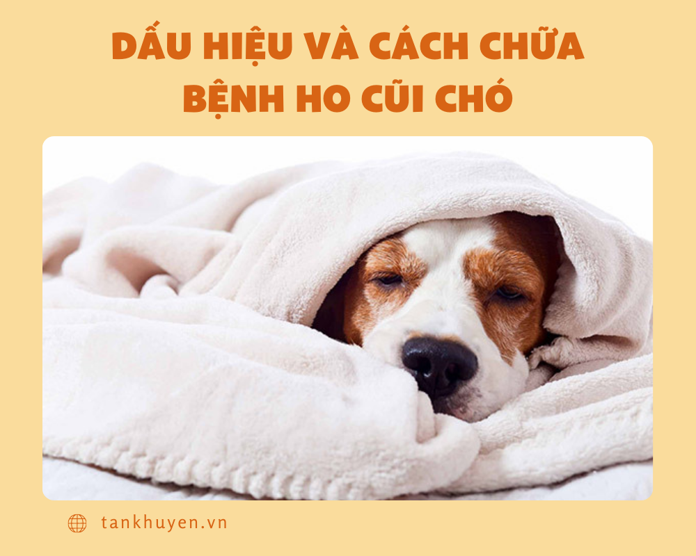 Một số dấu hiệu và cách chữa bệnh ho cũi chó