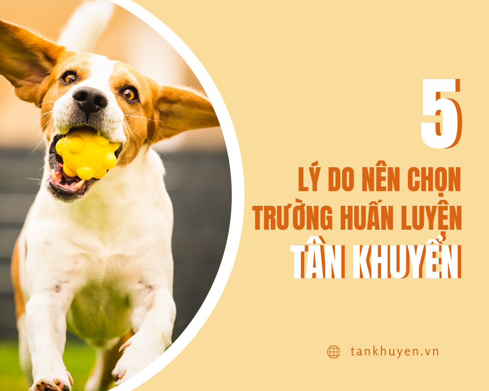 5 lý do nên chọn Trường huấn luyện chó Sài Gòn - Tân Khuyển