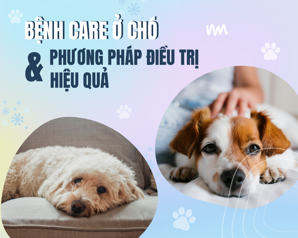 Bệnh Care ở chó và phương pháp điều trị hiệu quả