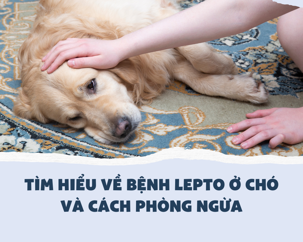 Tìm hiểu về bệnh Lepto ở chó và cách phòng ngừa
