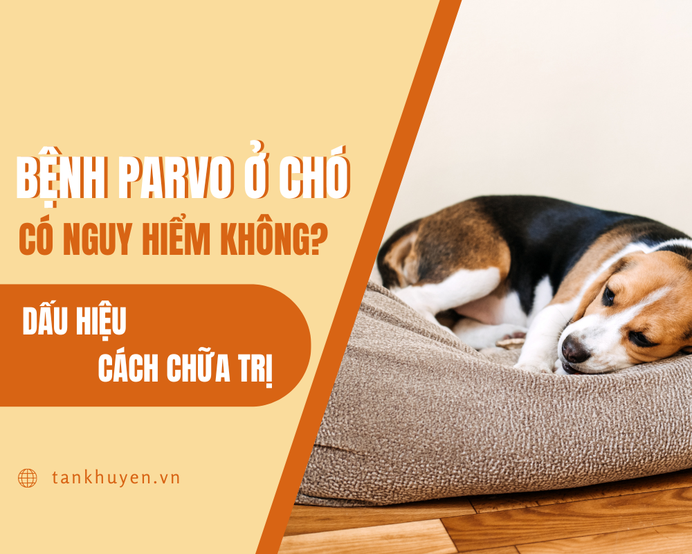 Bệnh Parvo ở chó có nguy hiểm không? Dấu hiệu và cách chữa trị