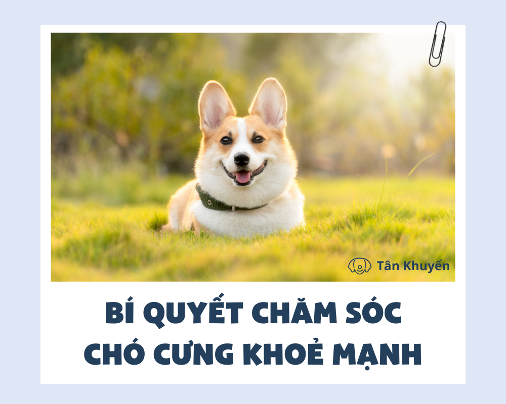 Bí quyết chăm sóc chó cưng khoẻ mạnh và huấn luyện thú cưng bạn cần biết