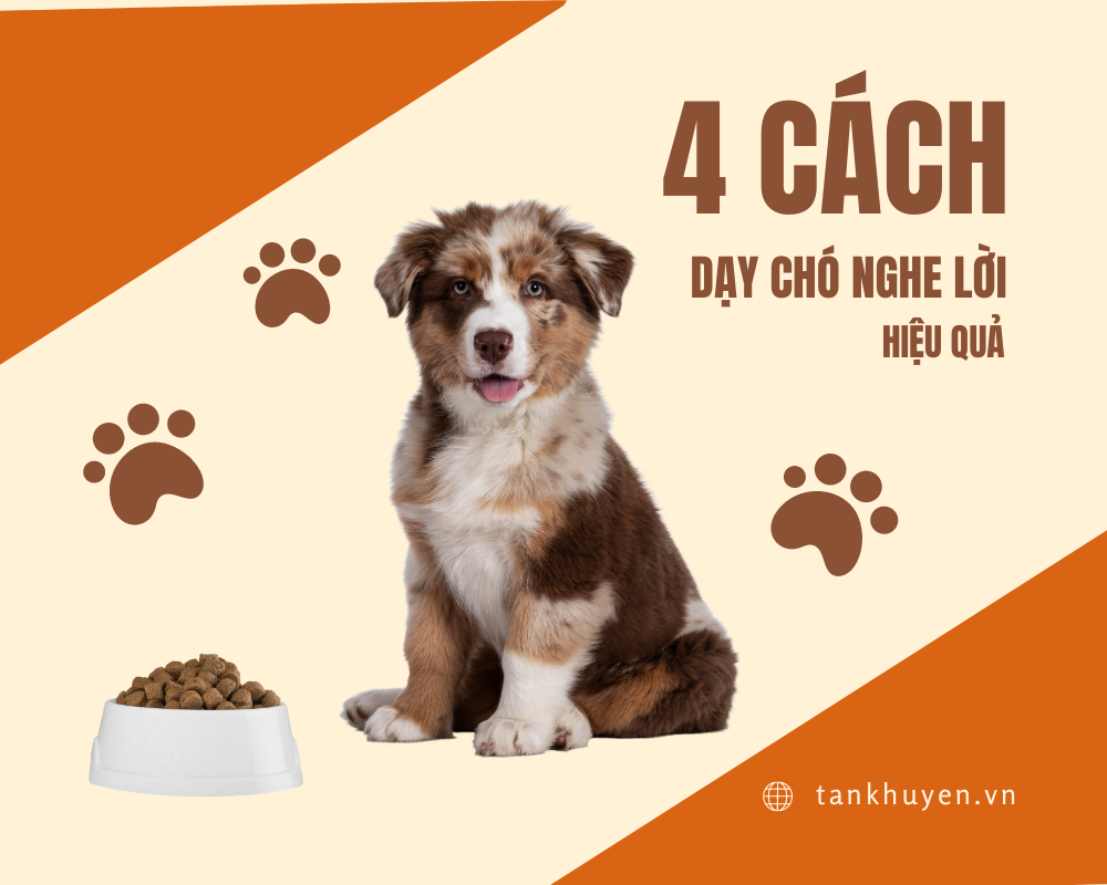 4 cách dạy chó nghe lời chủ, huấn luyện thú cưng hiệu quả, dễ dàng thực hiện