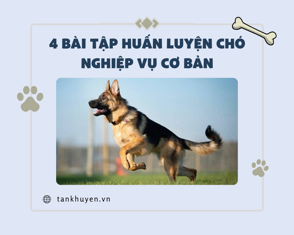 4 bài huấn luyện chó nghiệp vụ cơ bản