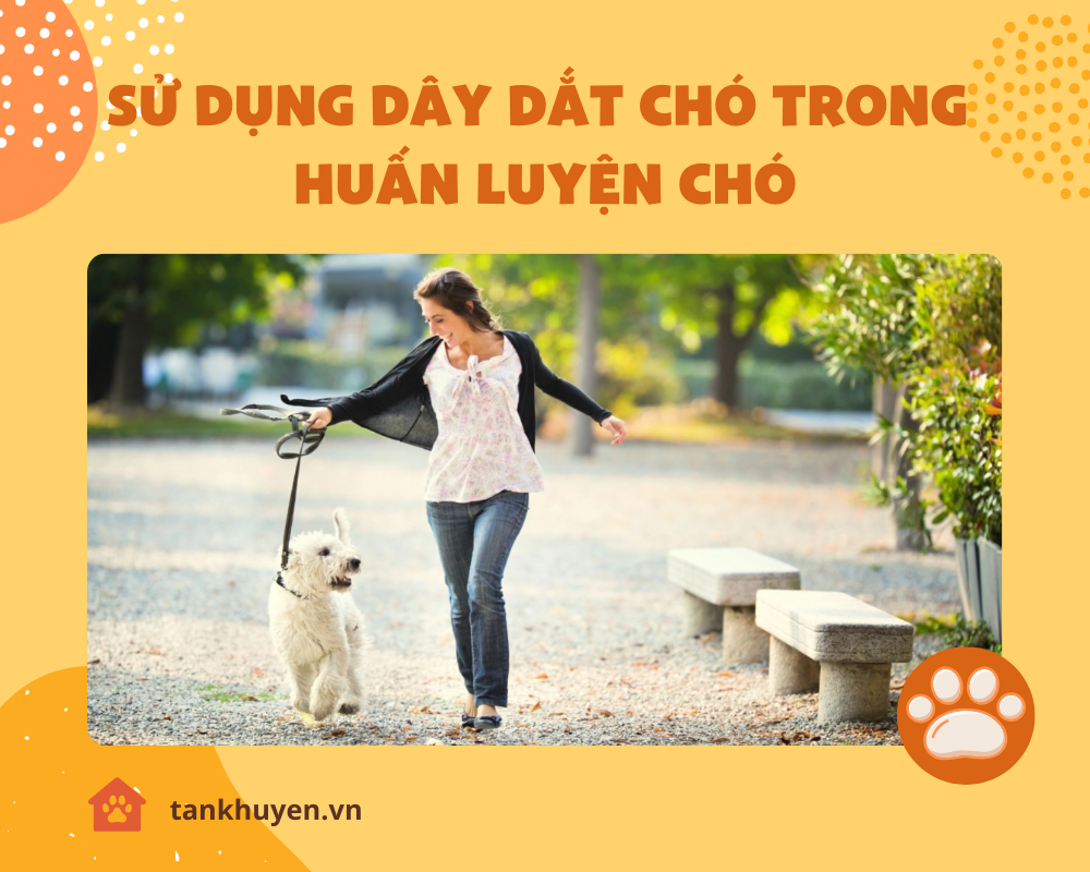 Sử dụng dây dắt chó trong huấn luyện chó đi theo chủ