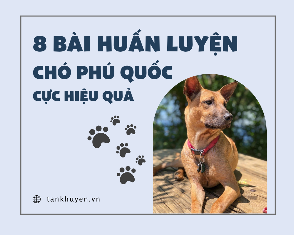 8 bài tập huấn luyện chó Phú Quốc cực hiệu quả