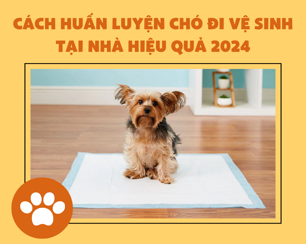 Cách huấn luyện chó đi vệ sinh tại nhà hiệu quả 2024