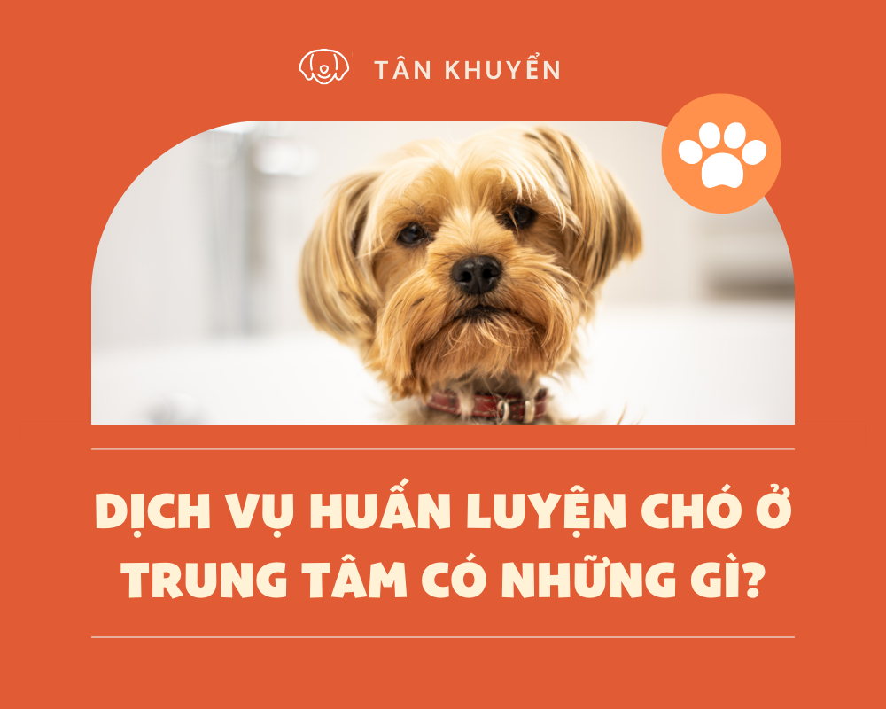 Dịch vụ huấn luyện chó ở trung tâm có những gì?