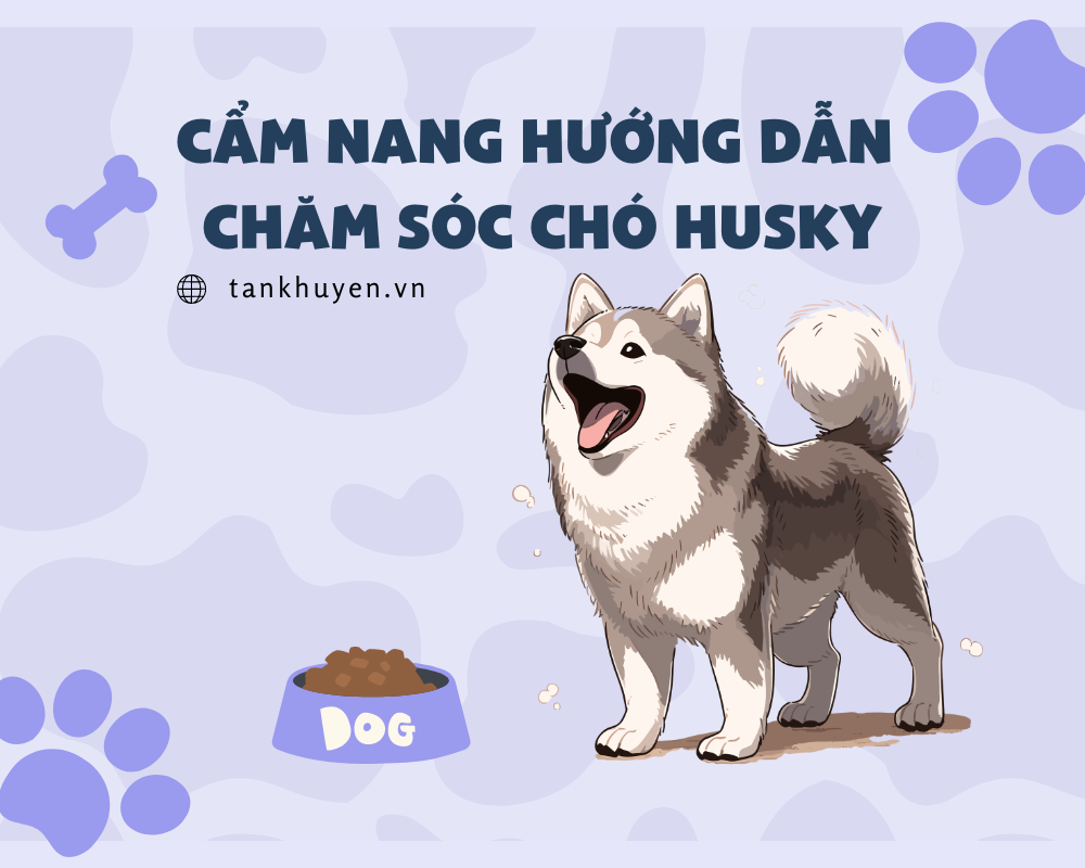 Cẩm nang hướng dẫn chăm sóc chó Husky khoẻ mạnh