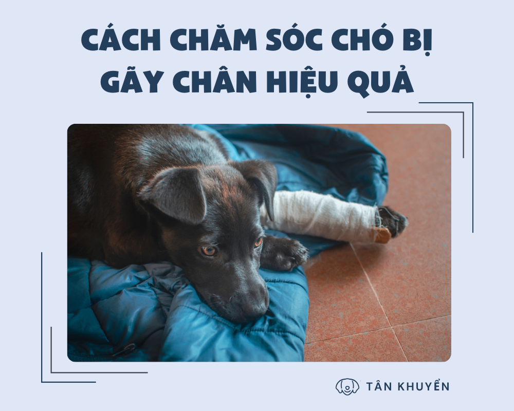 Cách chăm sóc chó bị gãy chân hiệu quả