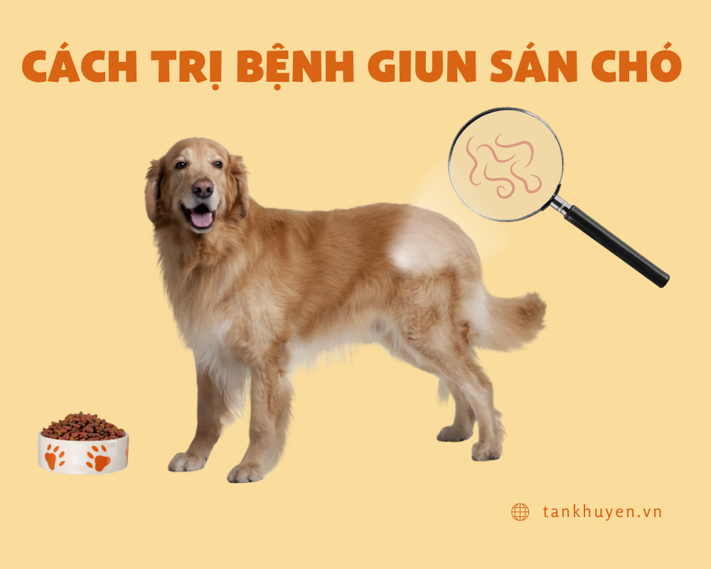 Những dấu hiệu và cách trị bệnh giun sán chó