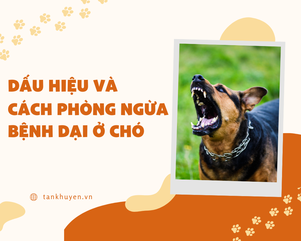Bệnh dại ở chó: Dấu hiệu và cách phòng ngừa chó bị dại Bệnh dại ở chó: Dấu hiệu và cách phòng ngừa chó bị dại