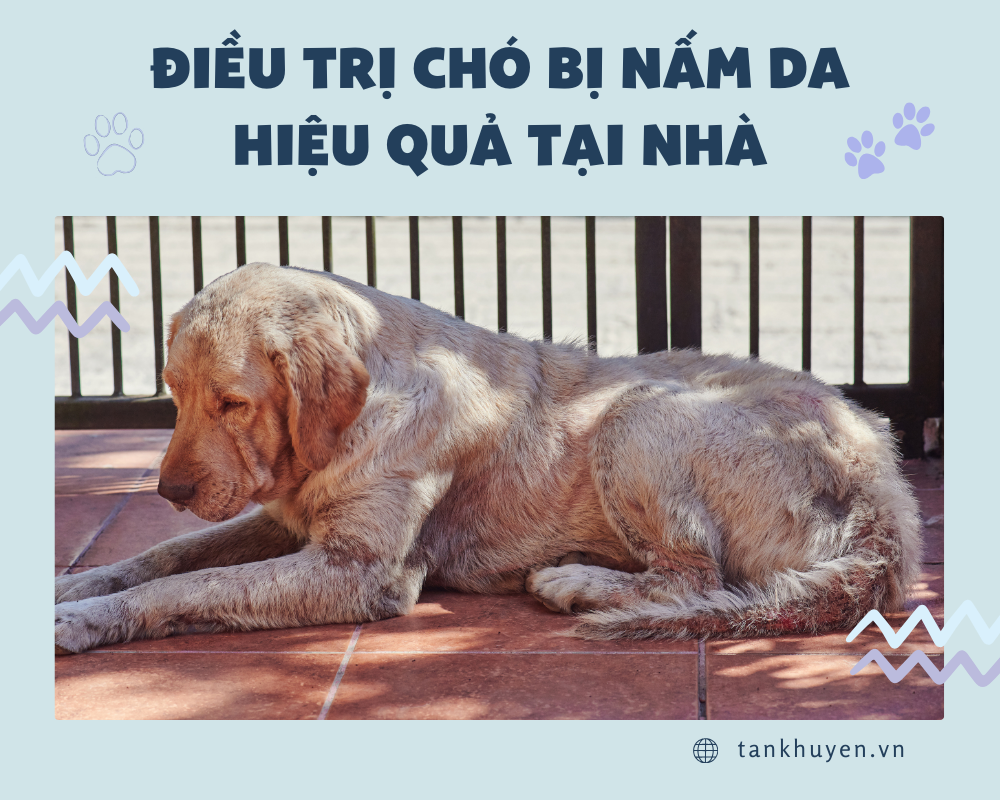 Một số cách điều trị chó bị nấm da hiệu quả tại nhà