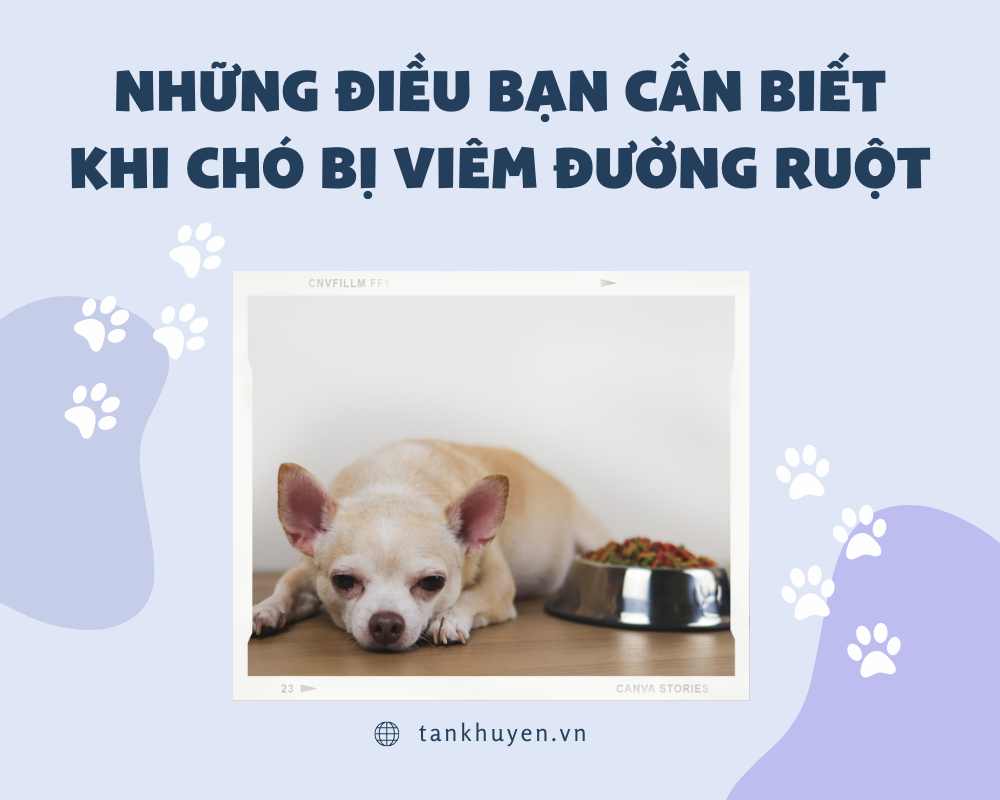 Những điều bạn cần biết khi chó bị viêm đường ruột